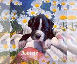 Boxer Puppy for Sale in BAY SHORE, New York USA