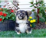 Small #2 Pembroke Welsh Corgi