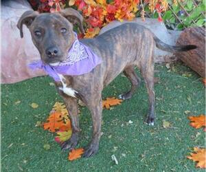 Plott Hound-Unknown Mix Dogs for adoption in Oklahoma City, OK, USA