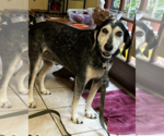Small #2 Bluetick Coonhound Mix