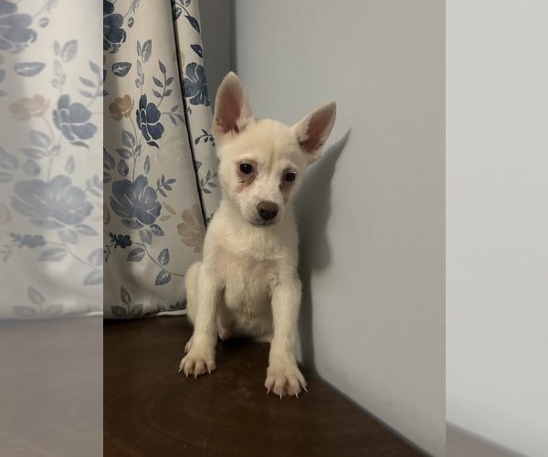 Medium Photo #23 Alaskan Klee Kai Puppy For Sale in DURHAM, CT, USA