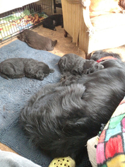Father of the Newfoundland puppies born on 12/19/2018