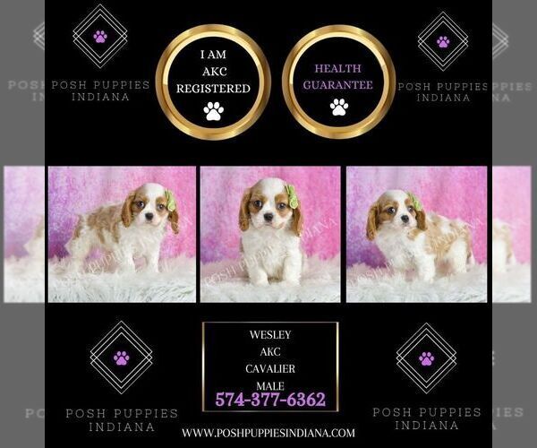 Medium Photo #5 Cavalier King Charles Spaniel Puppy For Sale in WARSAW, IN, USA