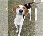 Small Photo #3 Mutt Puppy For Sale in Glen Allen, VA, USA