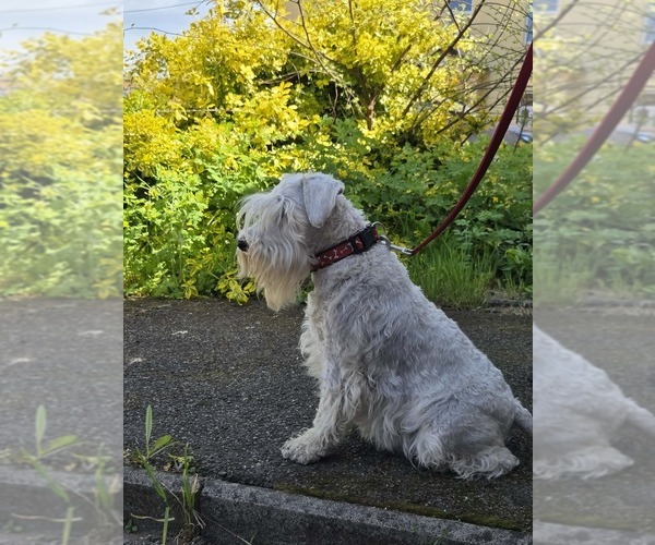 Medium Photo #5 Schnauzer (Miniature) Puppy For Sale in Hatvan, Heves, Hungary
