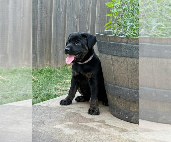 Medium Photo #6 Labrador Retriever-Unknown Mix Puppy For Sale in OKLAHOMA CITY, OK, USA