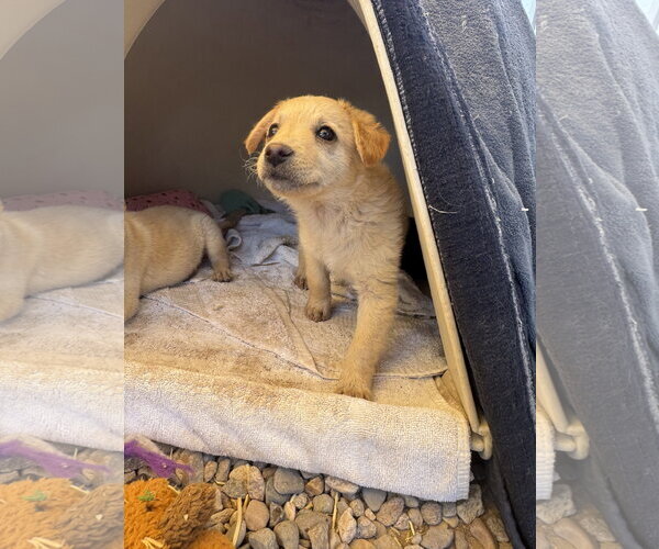 Medium Photo #5 Brittany-Dachshund Mix Puppy For Sale in Williamsburg, NM, USA