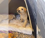 Small #4 Brittany-Dachshund Mix