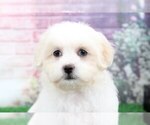 Small Photo #1 Mal-Shi Puppy For Sale in BEL AIR, MD, USA