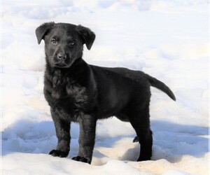 Shepradors Puppy for sale in FREDERICKSBG, OH, USA