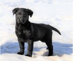 Small Photo #1 Shepradors Puppy For Sale in FREDERICKSBG, OH, USA