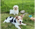Small #4 Morkie