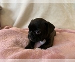 Small Photo #11 French Bulldog Puppy For Sale in JOHNS ISLAND, SC, USA