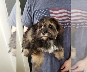 Cavapoo Puppy for Sale in HENDERSON, Nevada USA
