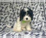 Small #5 Cavapoo