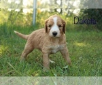 Small Photo #1 Irish Doodle Puppy For Sale in KEMP, TX, USA