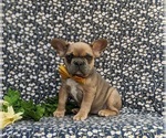 Small Photo #3 French Bulldog Puppy For Sale in QUARRYVILLE, PA, USA