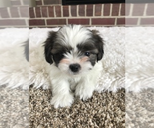 Shih Tzu Puppy for sale in CEDAR RAPIDS, IA, USA