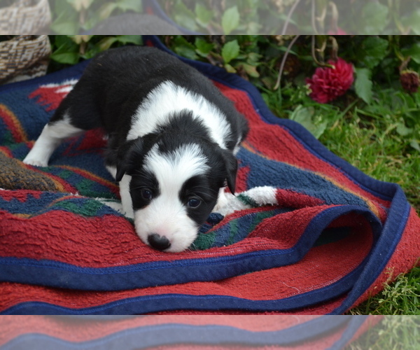 Medium Photo #4 Border Collie Puppy For Sale in GREENWOOD, WI, USA
