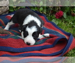 Small #3 Border Collie