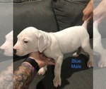 Small Photo #15 Dogo Argentino Puppy For Sale in BEAUMONT, CA, USA