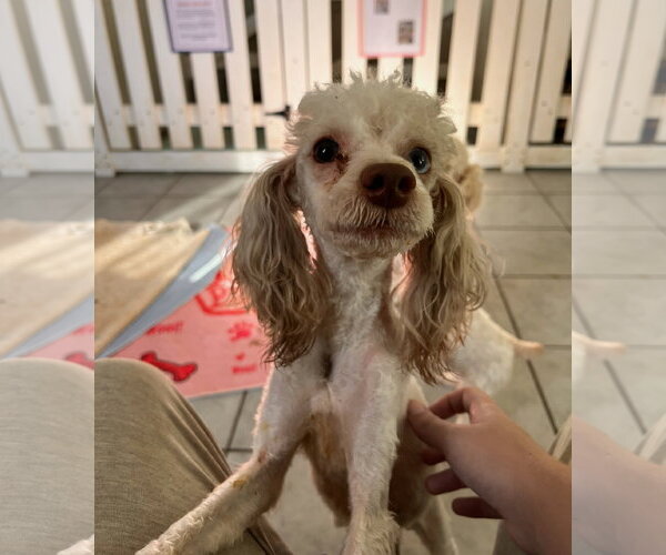Medium Photo #1 Poodle (Toy)-Unknown Mix Puppy For Sale in Pacolet, SC, USA