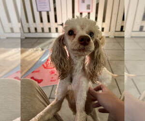 Poodle (Toy)-Unknown Mix Dogs for adoption in Pacolet, SC, USA