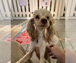 Kernel Sep 26 - Male Poodle (Toy)-Unknown Mix Dog for Adoption - Small photo