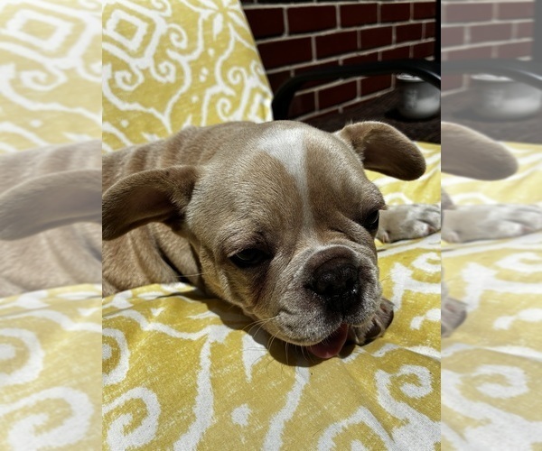 Medium Photo #6 French Bulldog Puppy For Sale in VIRGINIA BEACH, VA, USA