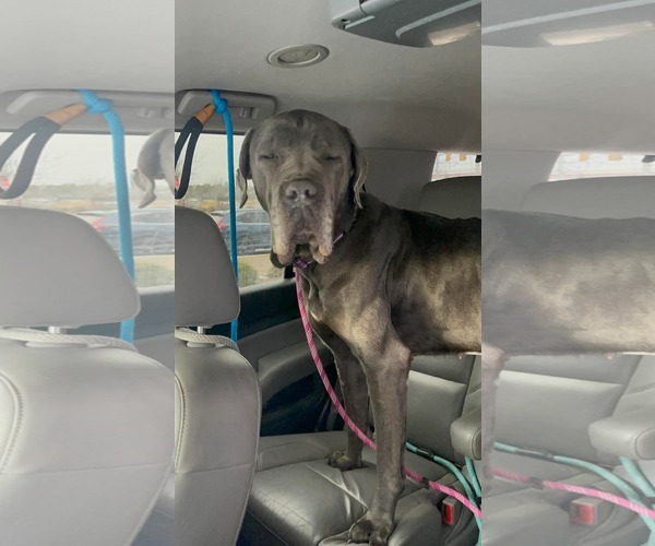 Medium Photo #8 Mastiff-Unknown Mix Puppy For Sale in Derwood, MD, USA