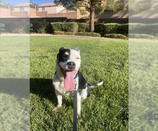 Medium Photo #2 Boston Terrier-Unknown Mix Puppy For Sale in Las Vegas, NV, USA