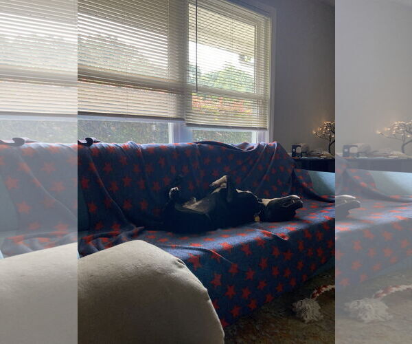 Medium Photo #3 Mutt Puppy For Sale in Atlanta, GA, USA