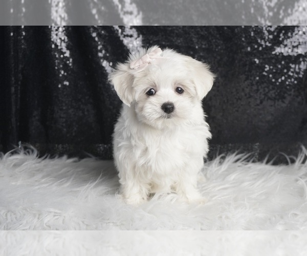 Medium Photo #53 Maltese Puppy For Sale in WARSAW, IN, USA