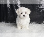 Small #2 Maltese