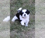 Small #1 Shih Tzu