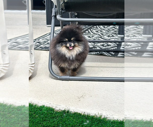 Pomeranian Puppy for sale in EASTVALE, CA, USA