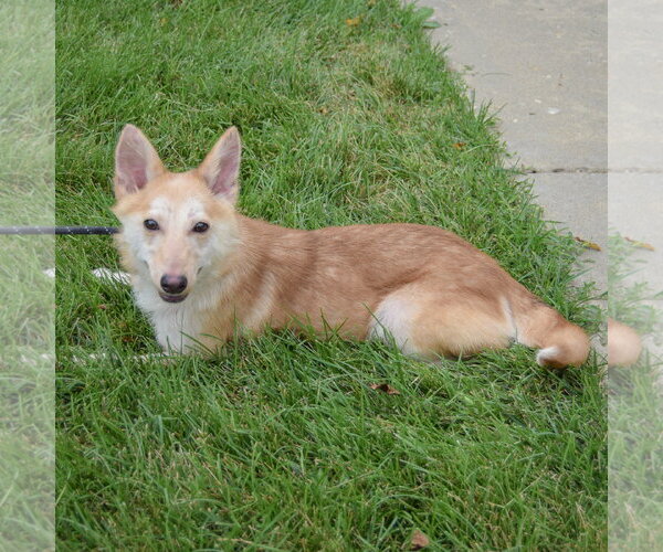 Medium Photo #6 Shiba Inu-Unknown Mix Puppy For Sale in Huntley, IL, USA