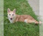 Small #5 Shiba Inu Mix