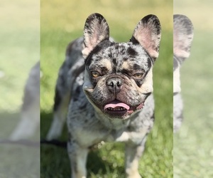 French Bulldog Puppy for sale in COLORADO SPRINGS, CO, USA