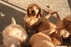 Small Photo #5 Goldendoodle Puppy For Sale in LOUISVILLE, KY, USA