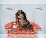 Small #8 Poodle (Toy)