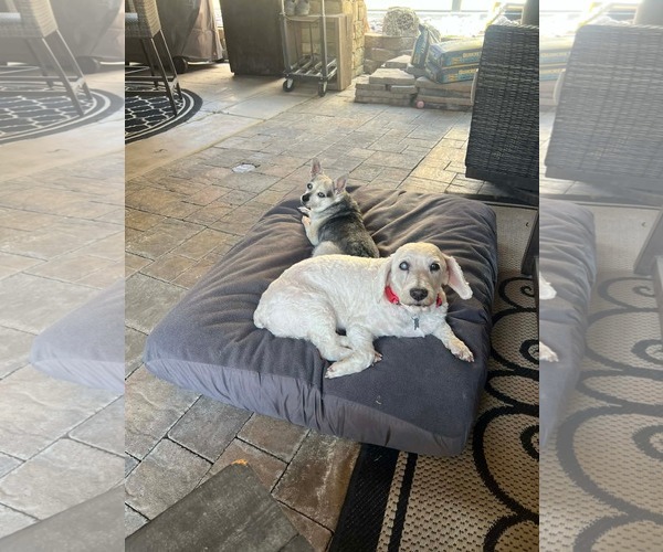 Medium Photo #6 Maltese-Unknown Mix Puppy For Sale in Escondido, CA, USA