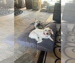 Small #5 Maltese Mix