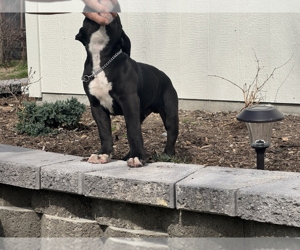 Medium Photo #3 American Bulldog Puppy For Sale in COLUMBIA, KY, USA