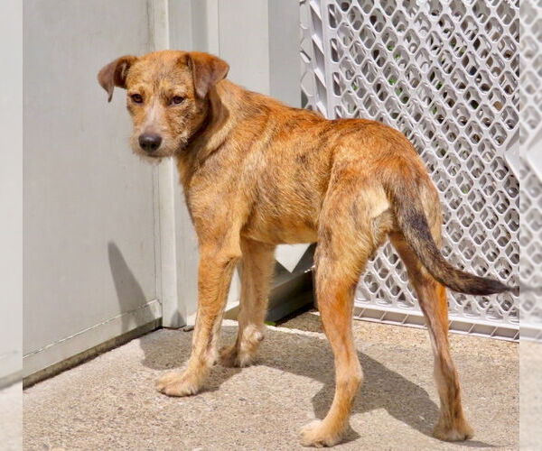 Medium Photo #3 Mountain Cur-Unknown Mix Puppy For Sale in GILBERTS, IL, USA