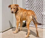 Small #2 Mountain Cur Mix