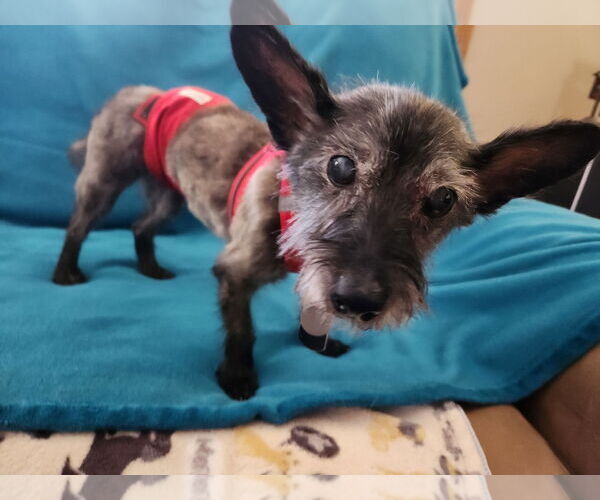 Medium Photo #9 Cairn Terrier-Unknown Mix Puppy For Sale in Princeton, MN, USA