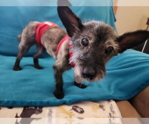 Toto - Male Cairn Terrier-Unknown Mix Dog for Adoption - Photo #9