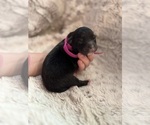 Small Photo #2 Australian Shepherd Puppy For Sale in TURLOCK, CA, USA