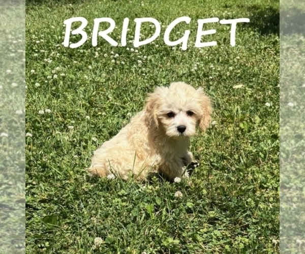 Medium Photo #2 Cockapoo (Miniature) Puppy For Sale in HARTLAND, MN, USA